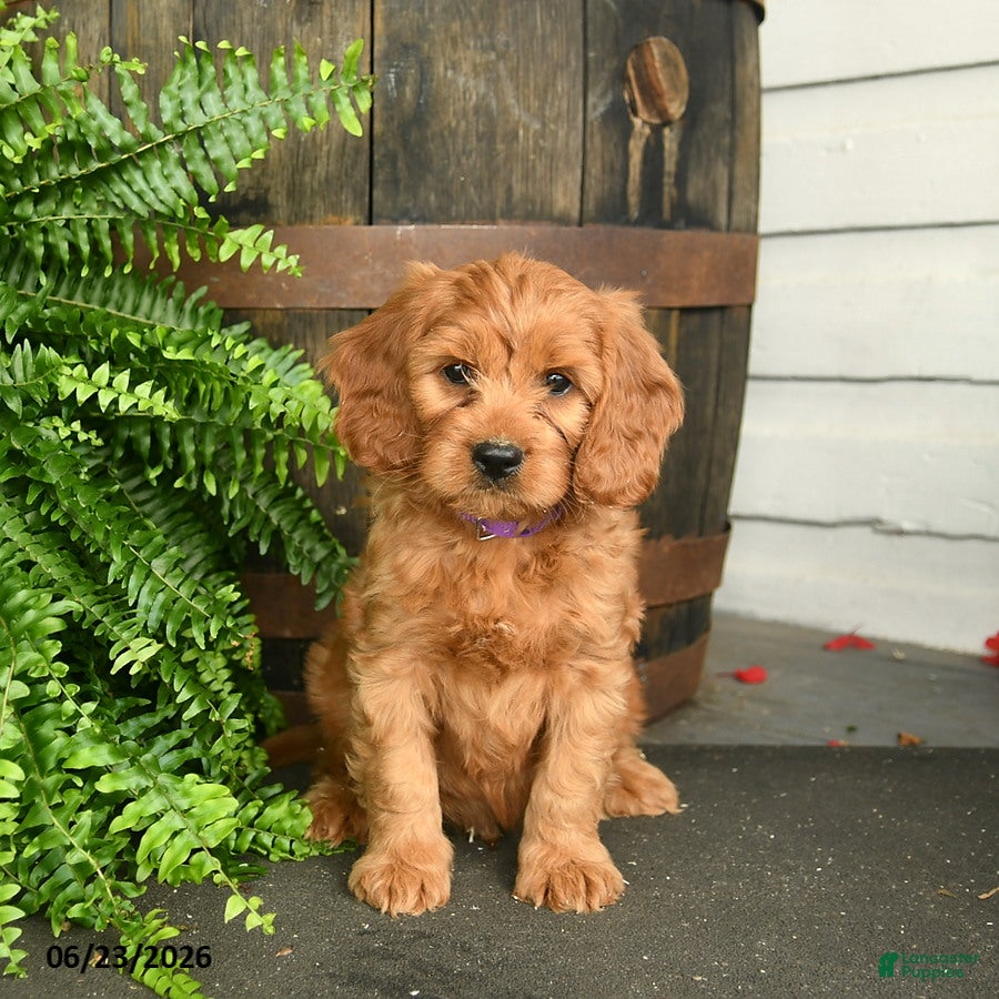 Cavapoo dogs Tyrian - Ad 2