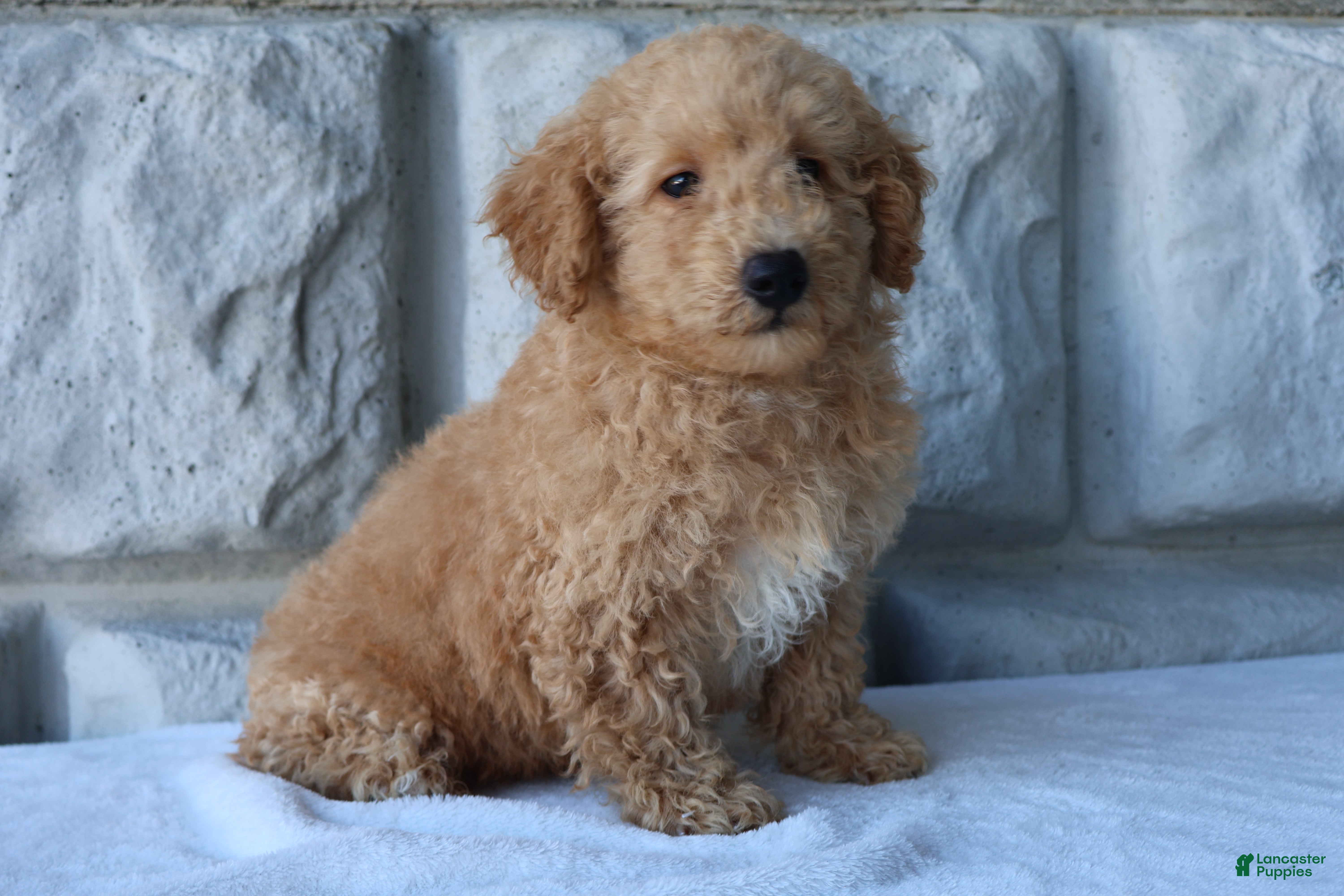 Bichpoo dogs Milo - Ad 1