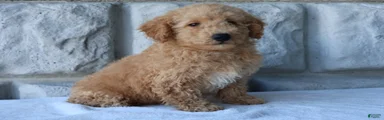 Milo