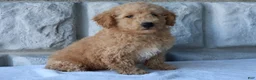 Bichpoo dogs for sale: Milo - Ad 1