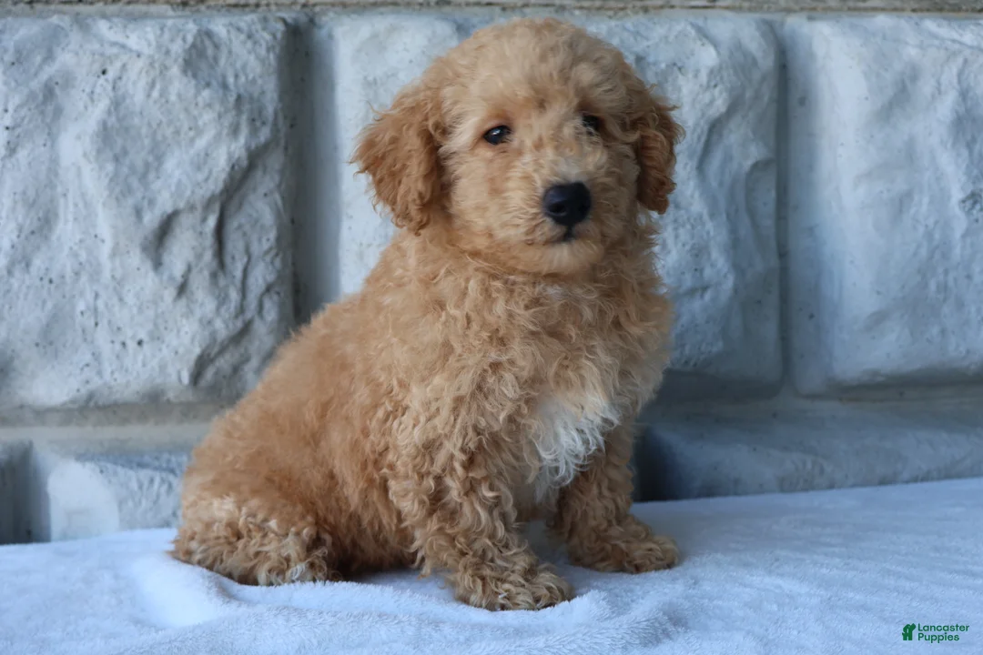 Bichpoo dogs for sale: Milo - Ad 1