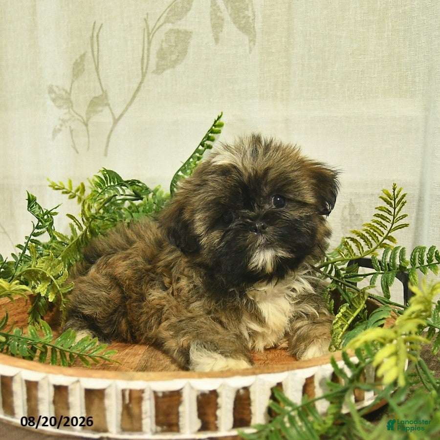 Shih Tzu dogs Denver  - Ad 2