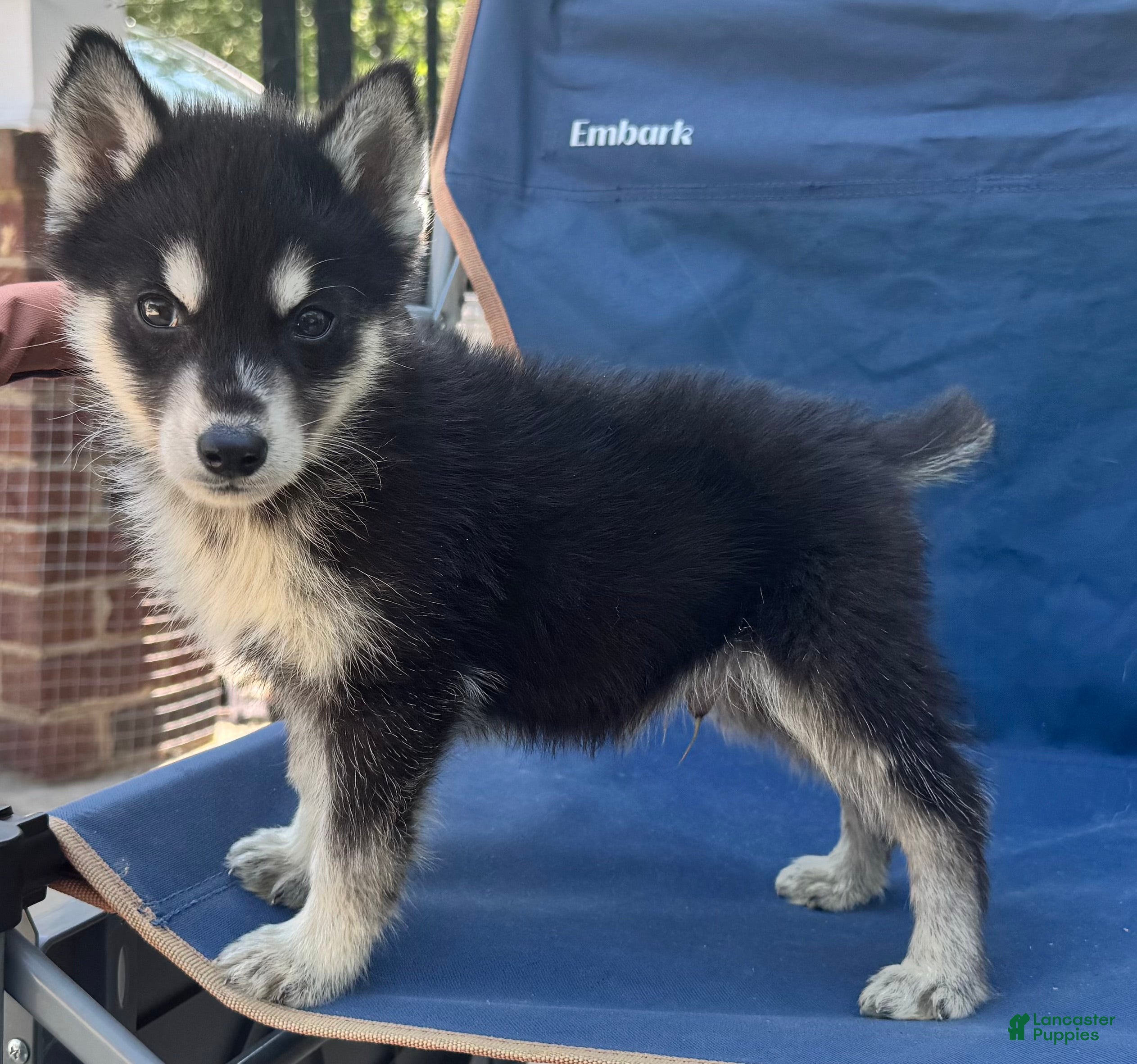 Siberian Husky dogs Poe - Ad 20