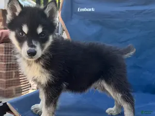 Siberian Husky dogs Poe - Ad 20