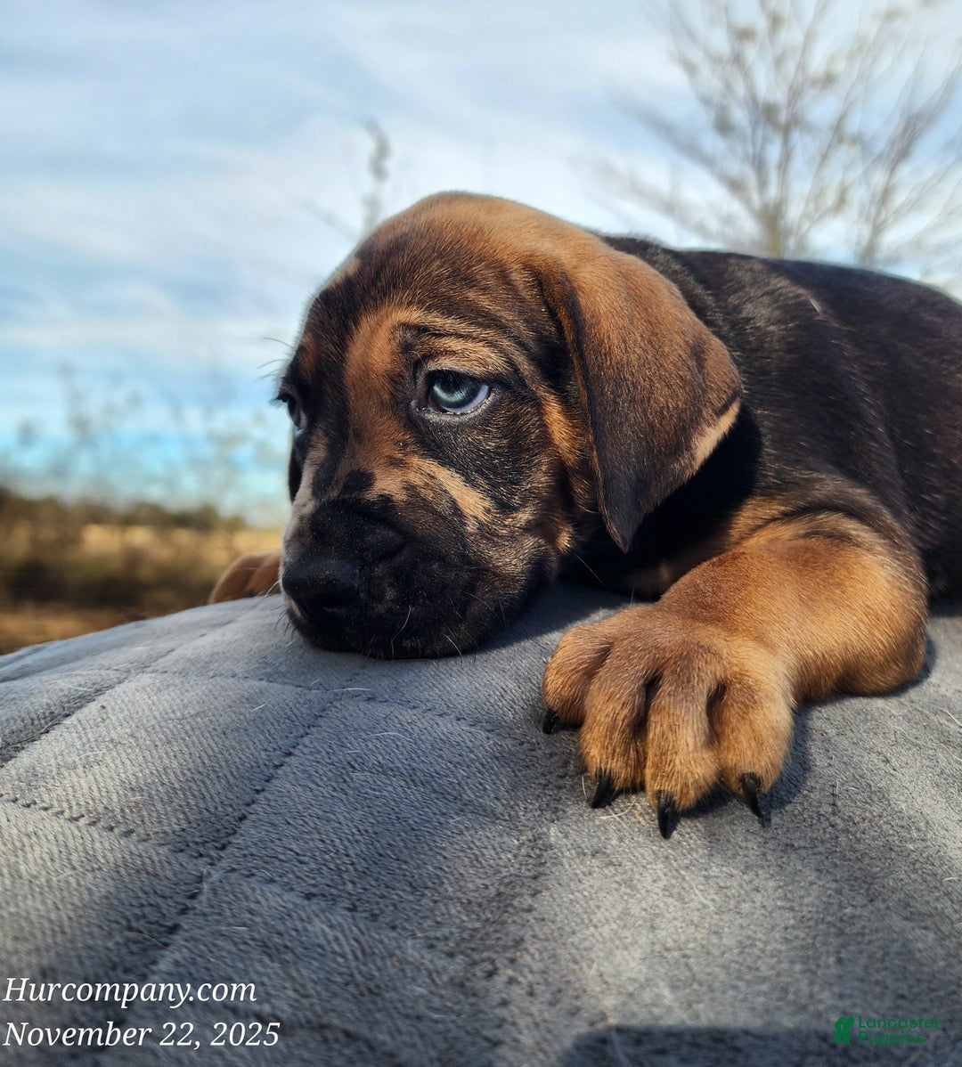 Catahoula Leopard Dog dogs for sale: Tala 2025 Male 2 - Ad 28