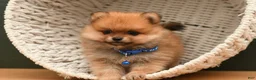 Pomeranian dogs for sale: Dillon - Ad 2