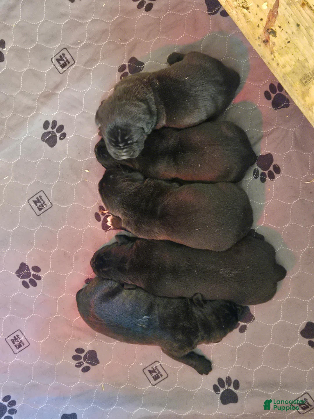 Cane Corso dogs for sale: Cane Corso Puppy 2 - Ad 1