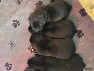 Cane Corso dogs for sale: Cane Corso Puppy 2 - Ad 2