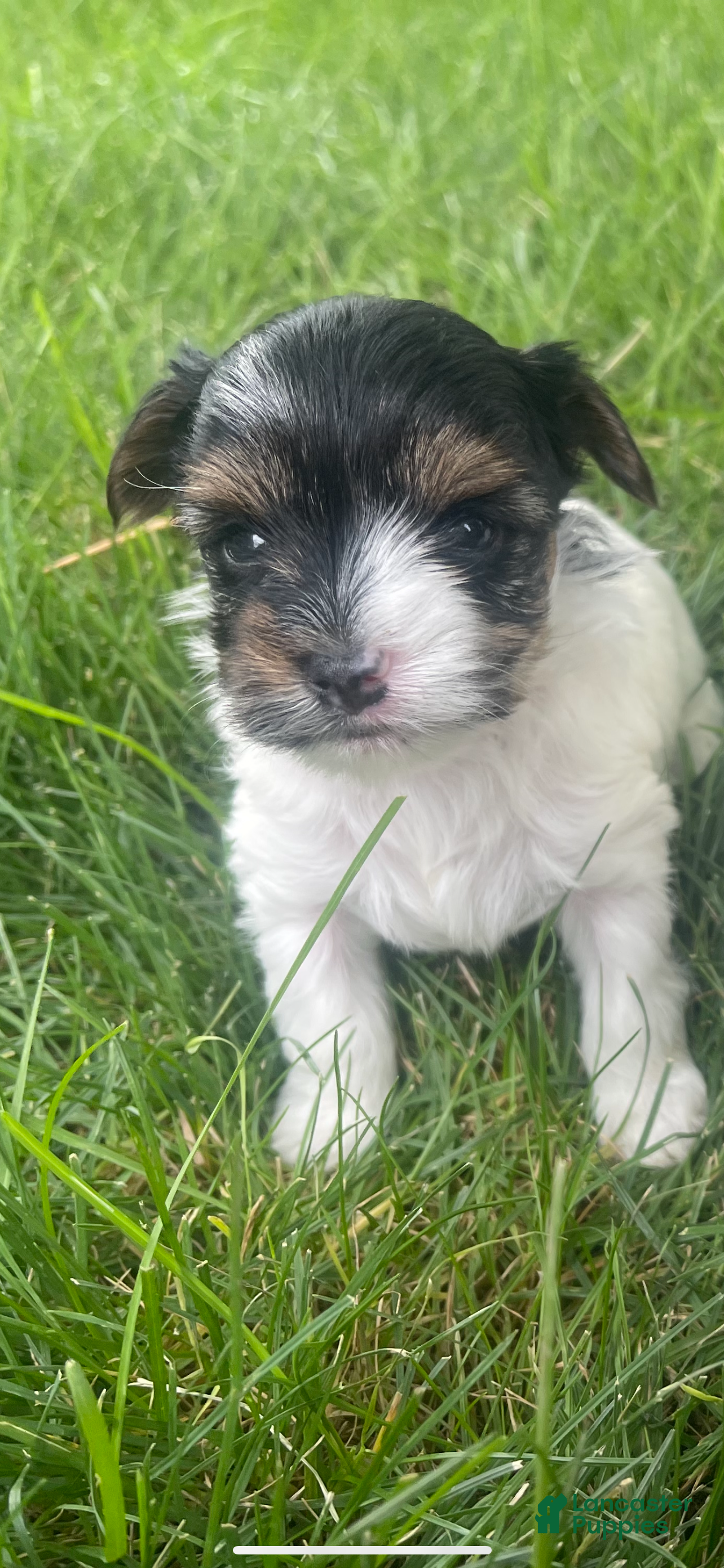 Yorkshire Terrier dogs Yorkshire Terrier 3 - Ad 1