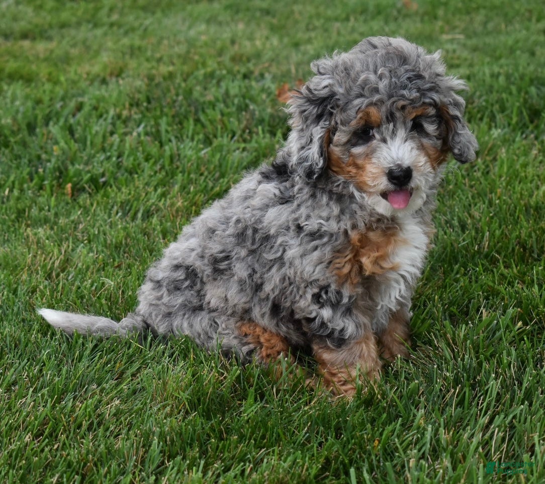 Mini Bernedoodle dogs Jazzie F1b - Ad 1