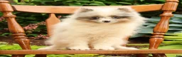 Pomeranian dogs for sale: Charlie - Ad 1