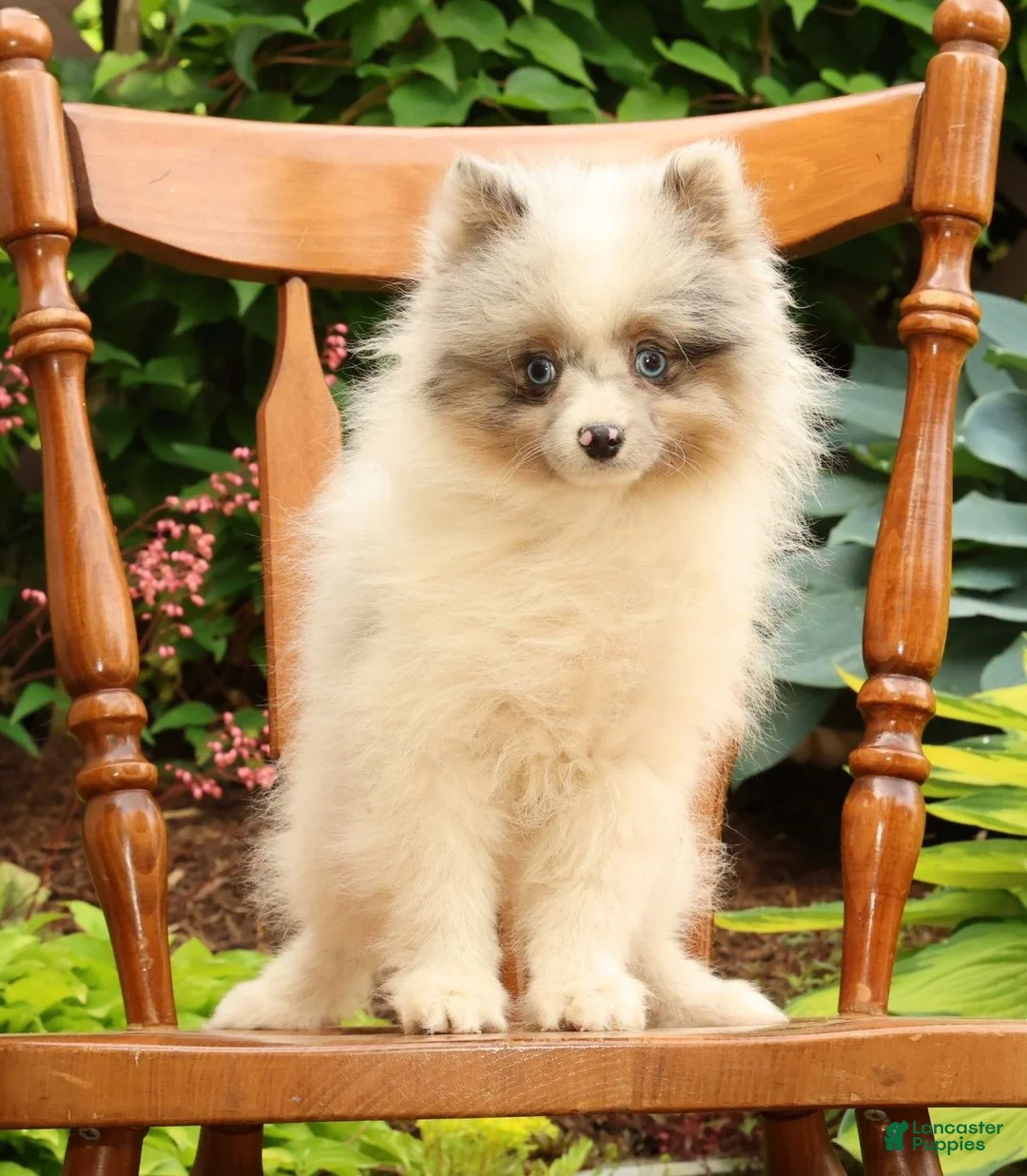 Pomeranian dogs for sale: Charlie - Ad 1