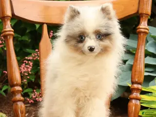Pomeranian dogs for sale: Charlie - Ad 3