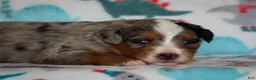 Mini Bernedoodle dogs for sale: Zyler - Ad 2