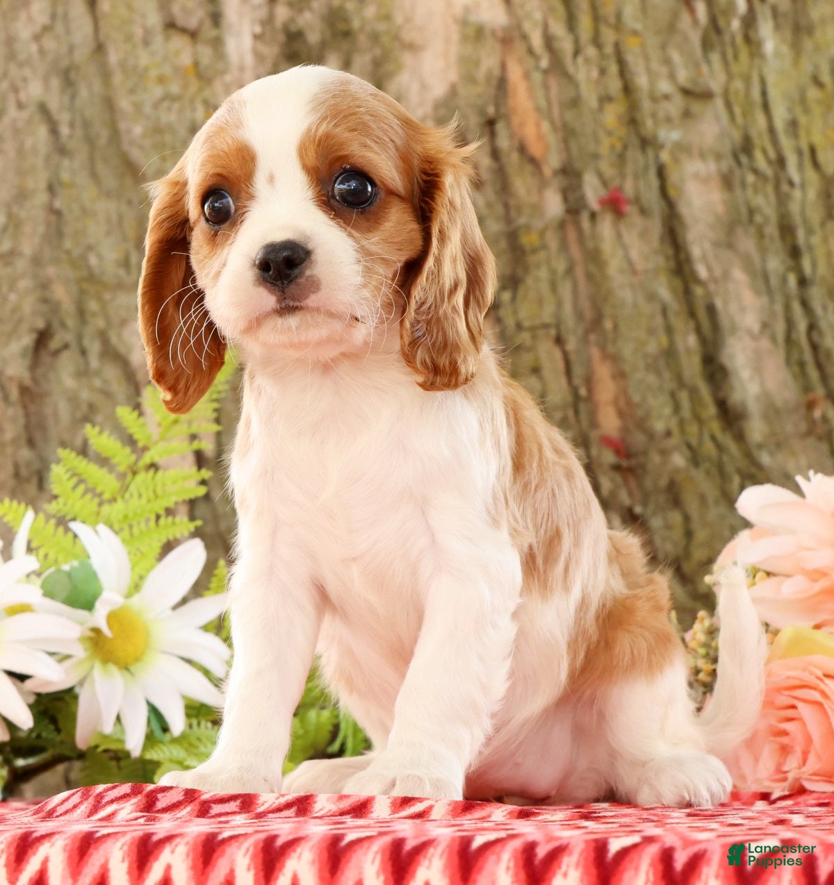 Cavalier King Charles Spaniel dogs for sale: Zaylee - Ad 2