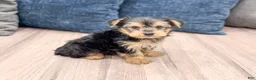Yorkshire Terrier dogs for sale: Tyson - Ad 3