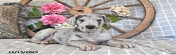 Great Dane dogs for sale: Super Man - Ad 1
