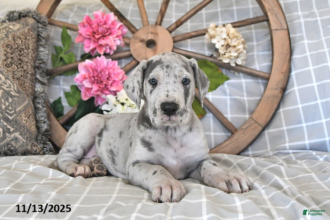 Great Dane dogs for sale: Super Man - Ad 1