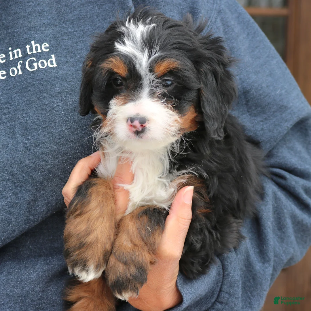 Mini Bernedoodle dogs for sale: Ivy  - Ad 2