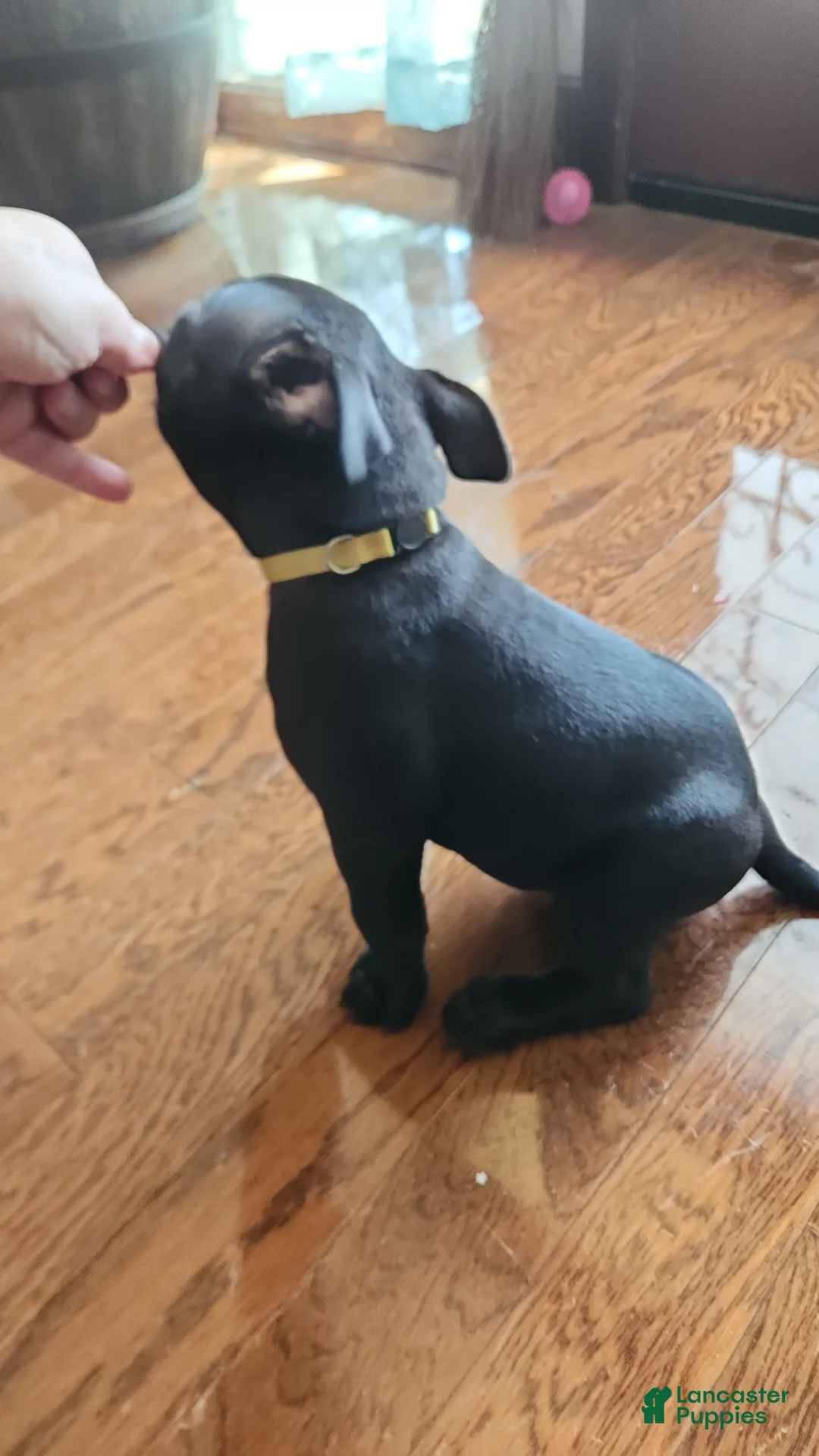 American Bully dogs for sale: Black w/ white chest patch Male - Ad 2