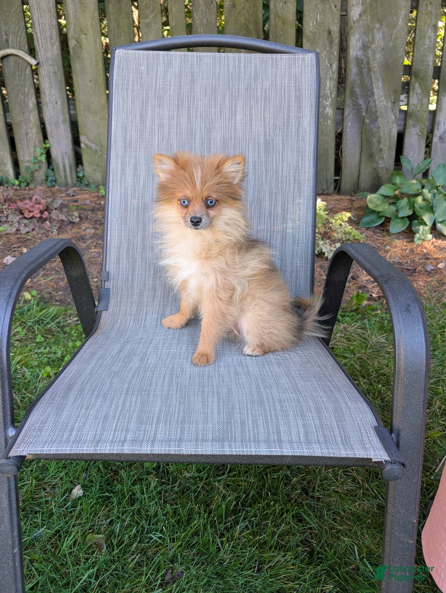 Pomeranian dogs Happy - Ad 1