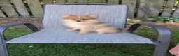 Pomeranian dogs for sale: Happy - Ad 1