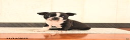 Boston Terrier dogs for sale: Precious - Ad 2