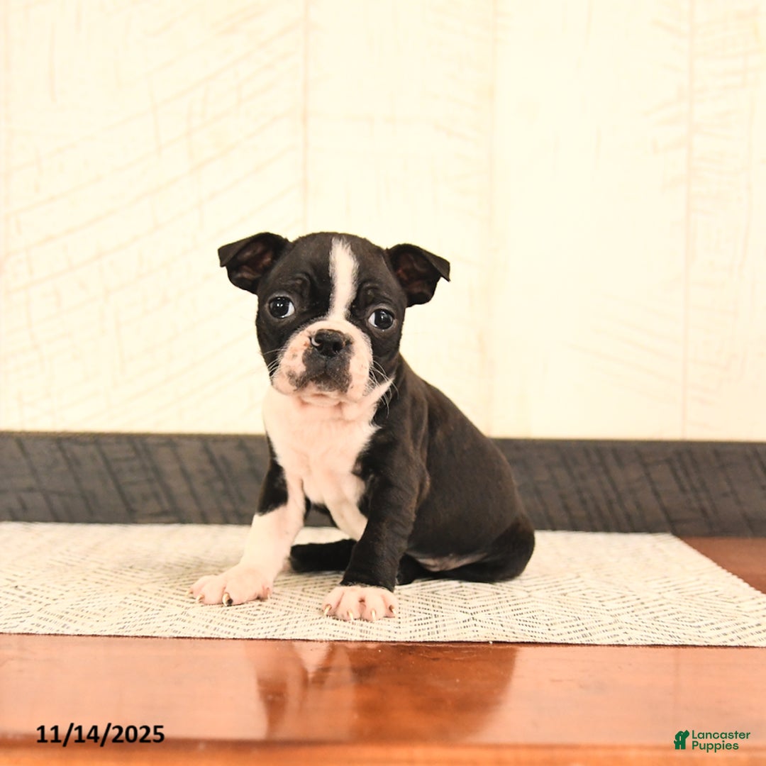Boston Terrier dogs for sale: Precious - Ad 2