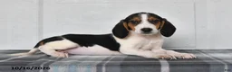 Beagle dogs for sale: Pepper - Ad 2