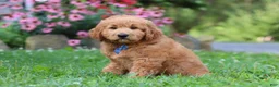 Goldendoodle dogs for sale: Theo - Ad 7