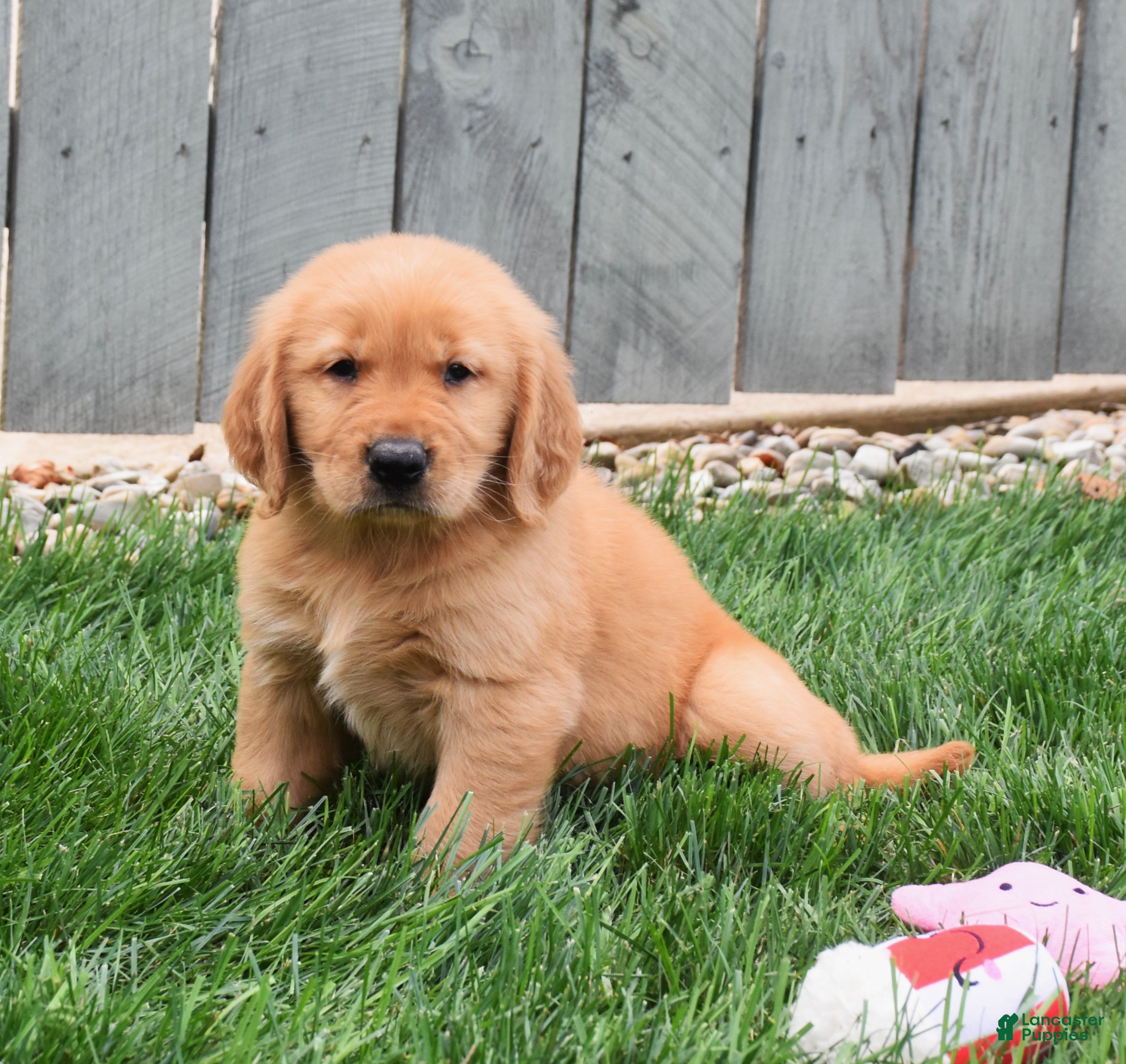 Golden Retriever dogs Geo - Ad 1