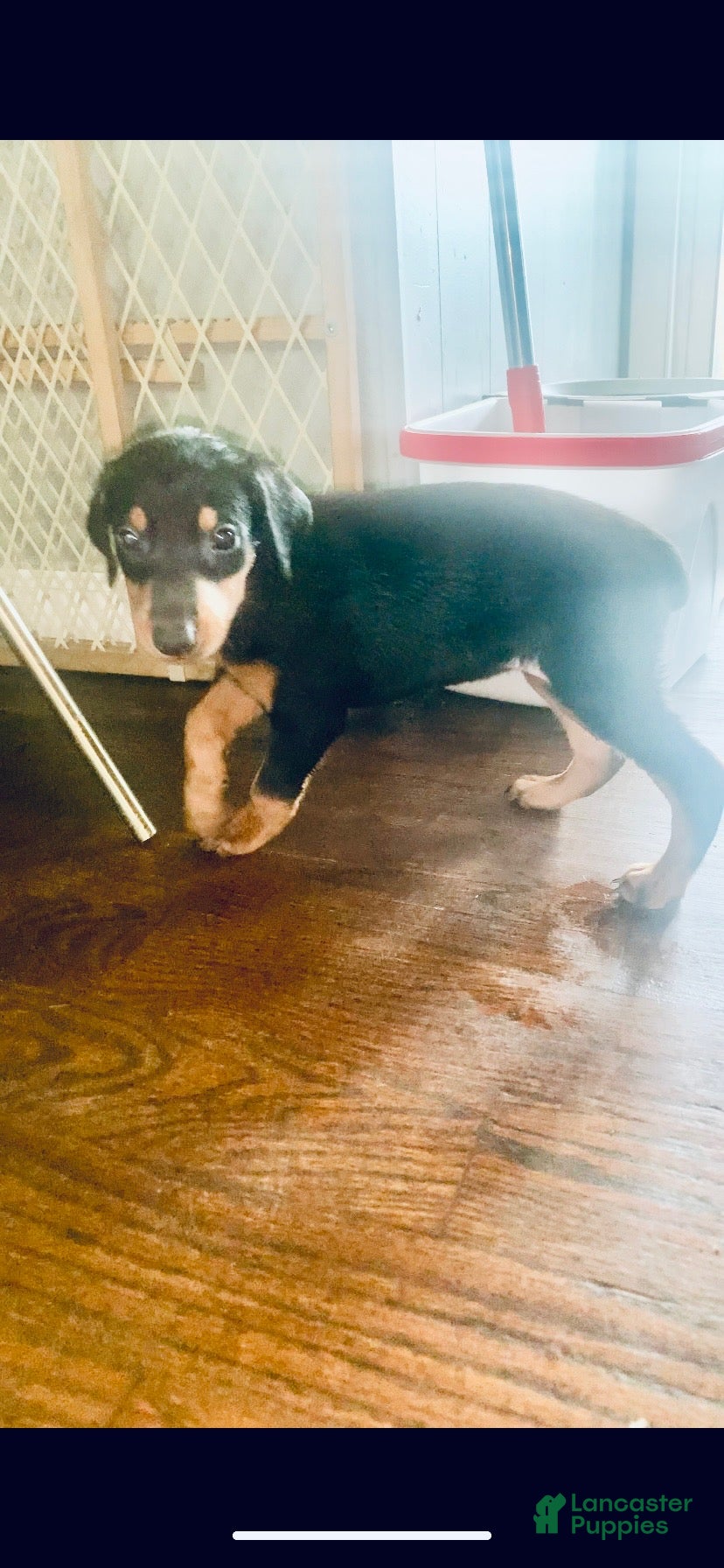 Doberman Pinscher dogs Yellow Collar - Ad 16