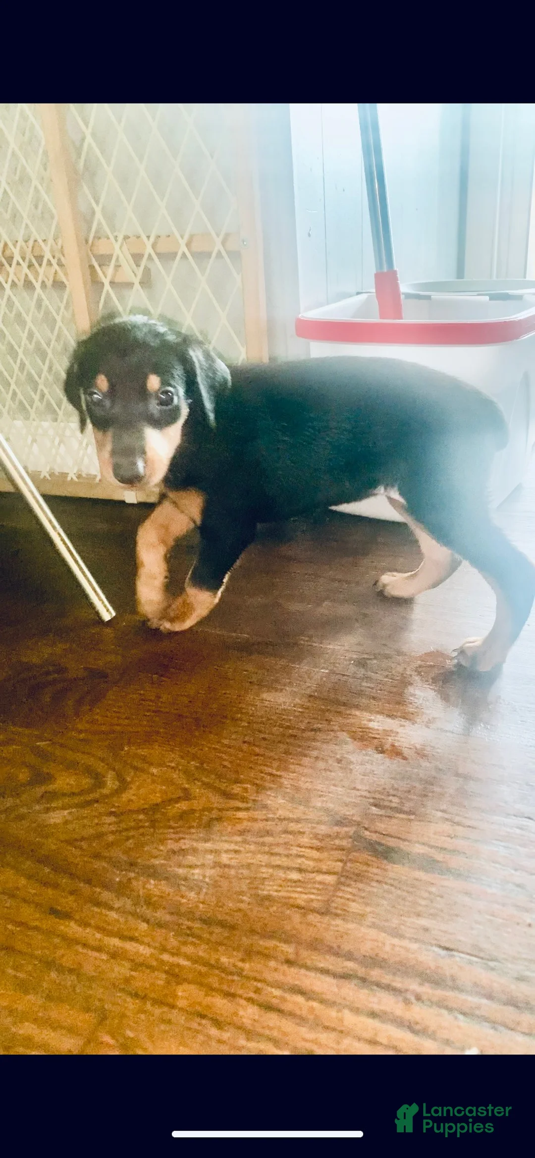Doberman Pinscher dogs for sale: Yellow Collar - Ad 1