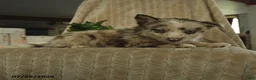Pomsky dogs for sale: Bubba - Ad 3