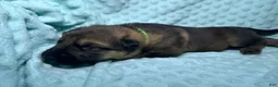 German Shepherd dogs for sale: Daisy - Ad 16