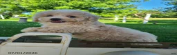 Bichpoo dogs for sale: Lonnie - Ad 6