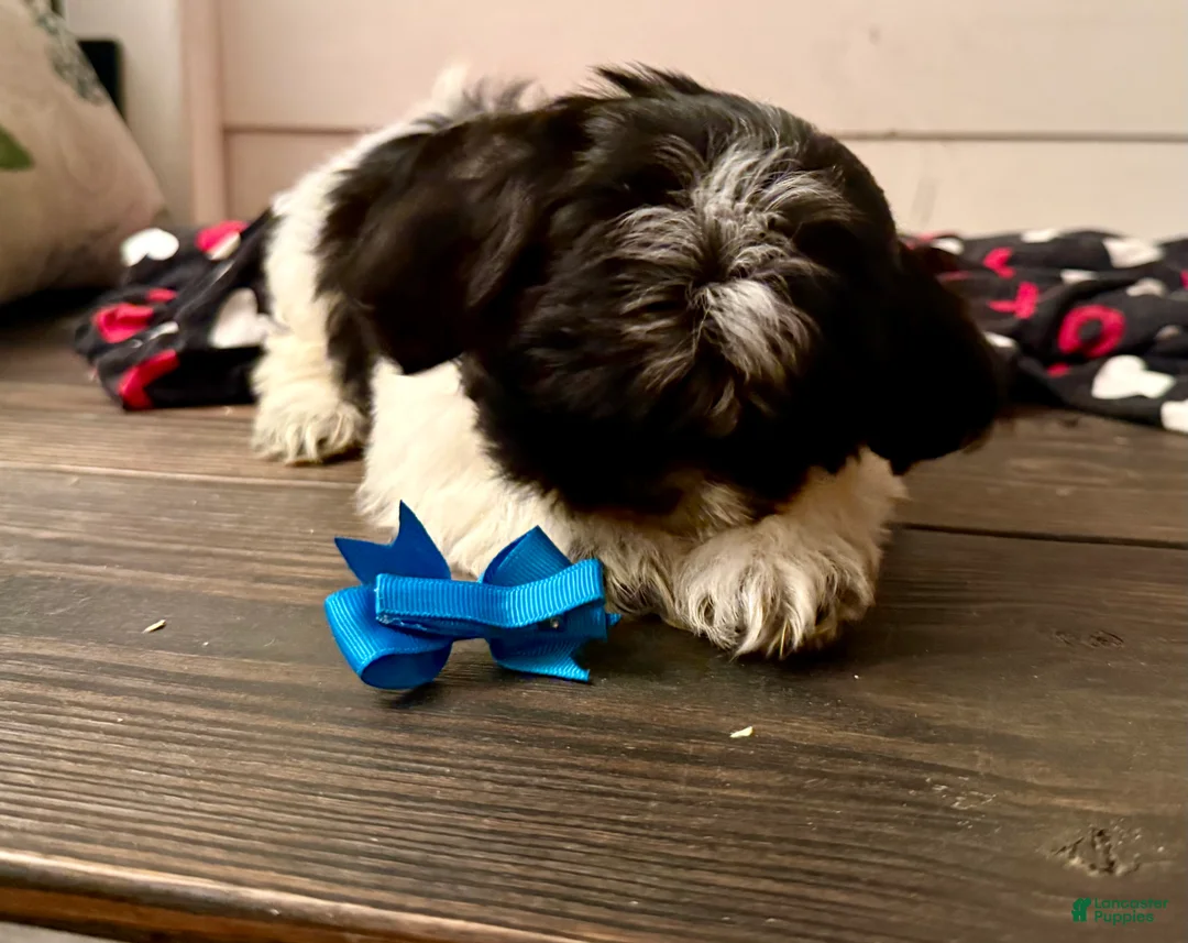Shihpoo dogs for sale: Boq  - Ad 22