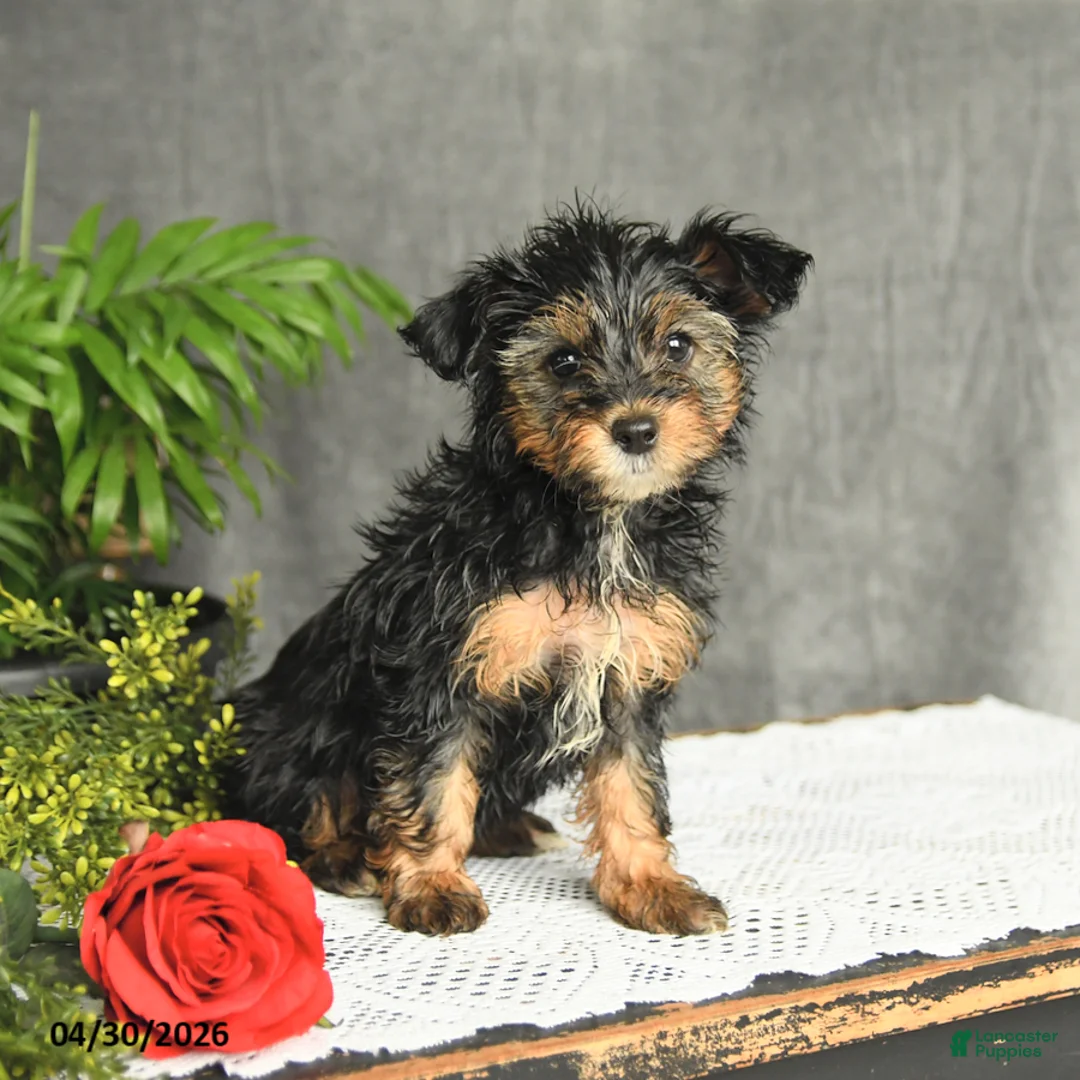 Yorkiepoo dogs for sale: Lily - Ad 2