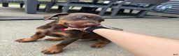 Doberman Pinscher dogs for sale: Doberman Pinscher Puppy 1 - Ad 2