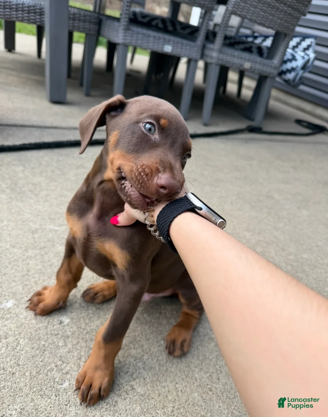 Doberman Pinscher dogs for sale: Doberman Pinscher Puppy 1 - Ad 2