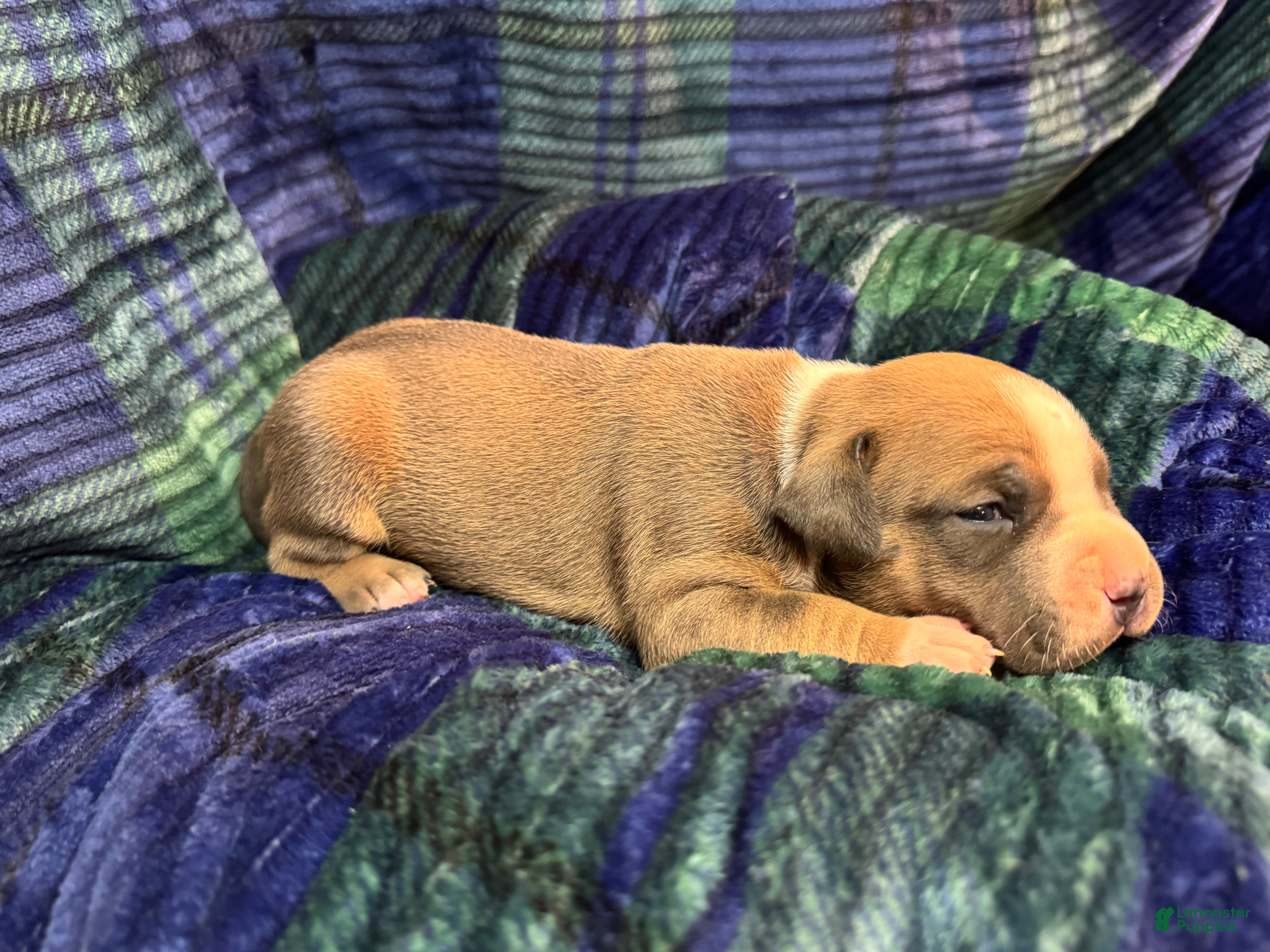American Bully dogs American Bully Puppy 2 - Ad 2