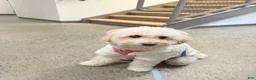 Miniature Poodle dogs for sale: Target 🎯💛 - Ad 5
