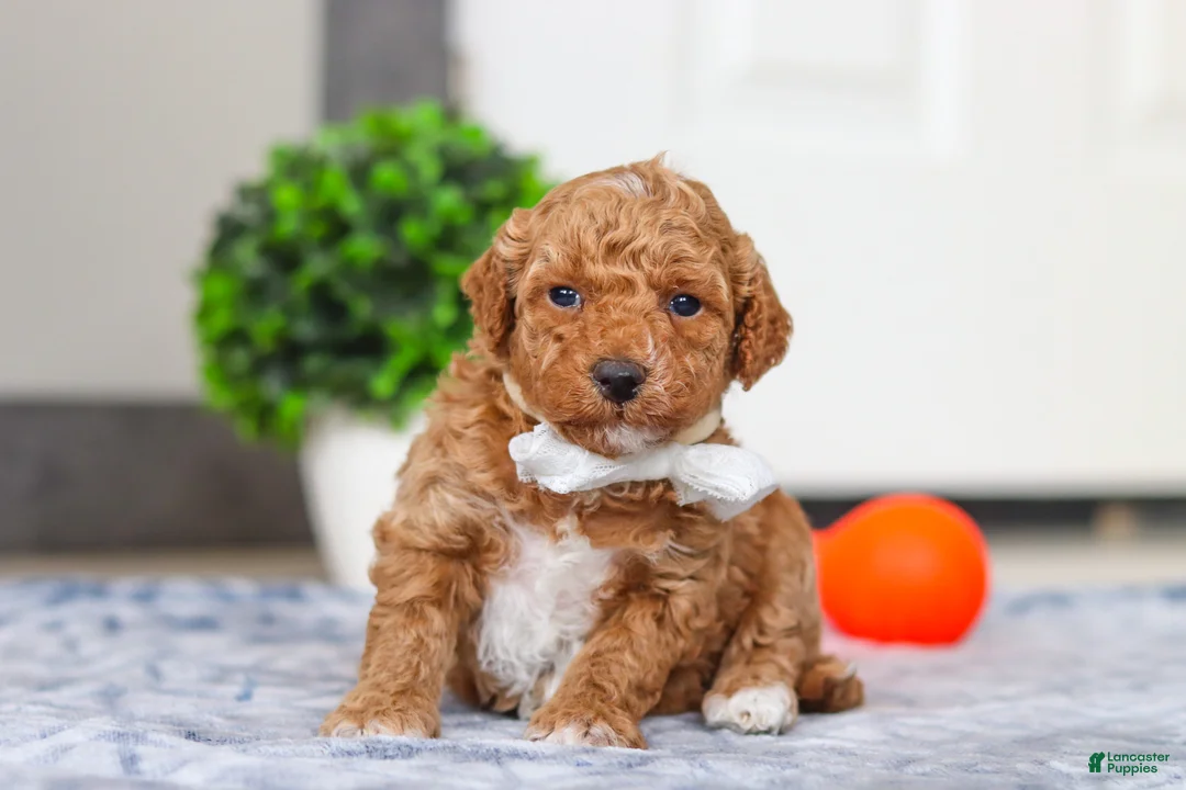 Mini Goldendoodle dogs for sale: Maddie - Ad 2