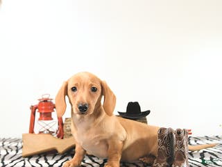 Miniature Dachshund dogs Benny - Ad 20