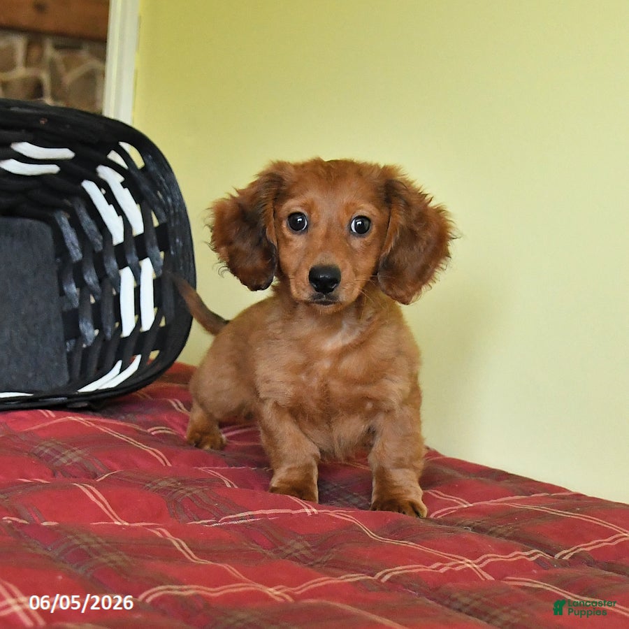 Miniature Dachshund dogs Jason - Ad 2