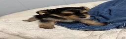 Mixed Breed dogs for sale: Taz - Ad 3