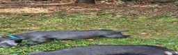 Cane Corso dogs for sale: Cane Corso Puppy 2 rebel  - Ad 3