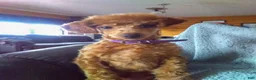 Miniature Poodle dogs for sale: ANDREW - Ad 16