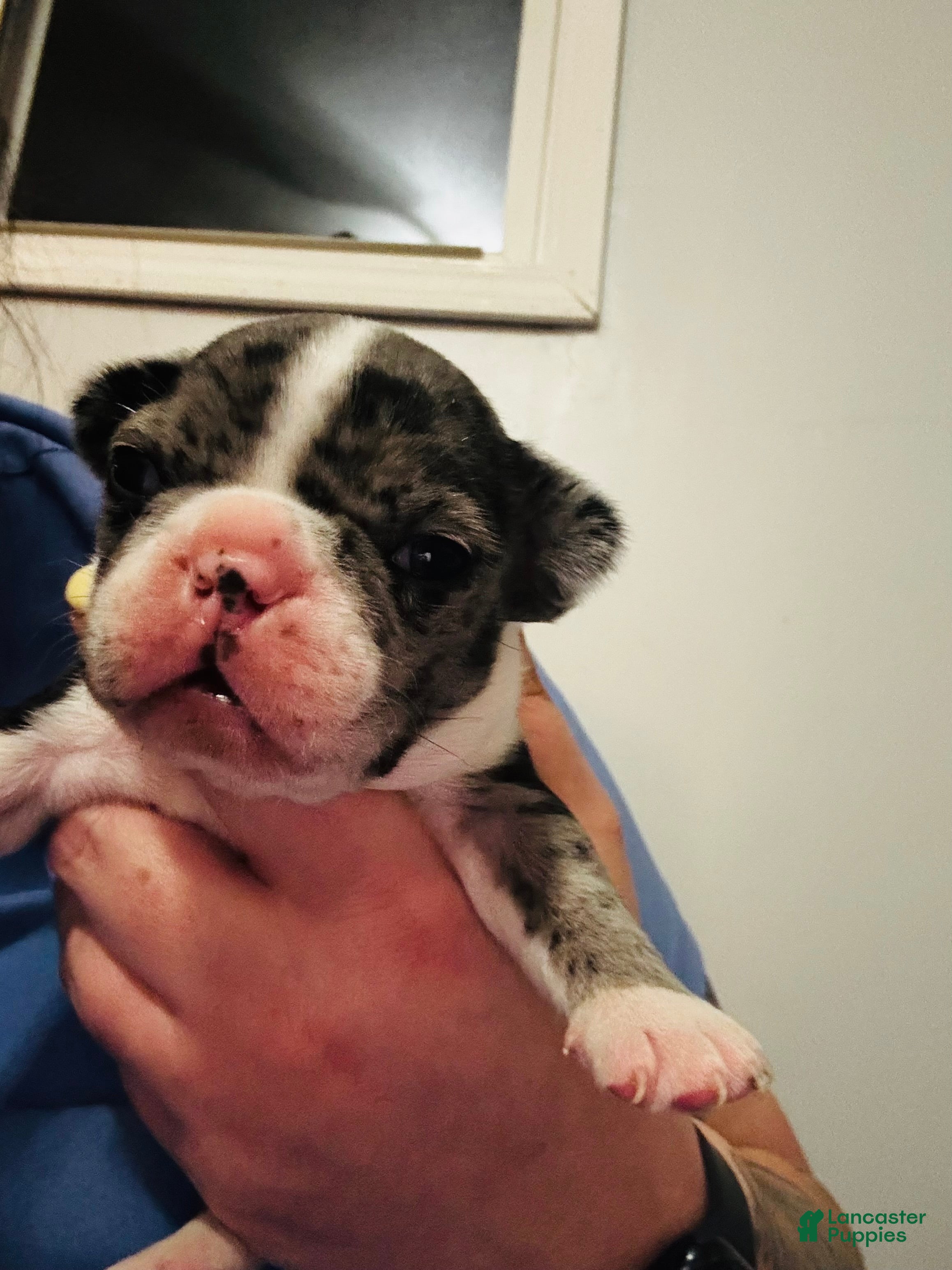 Mixed Breed dogs Willy - Ad 11