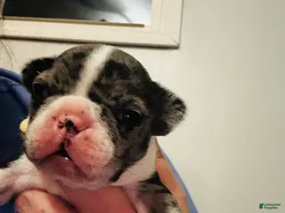 Mixed Breed dogs Willy - Ad 11